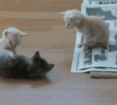 6E708989-74EC-46B2-80A4-706632EC6B36.gif