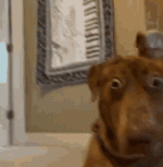 IMG_0729.gif