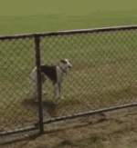 IMG_4342.gif